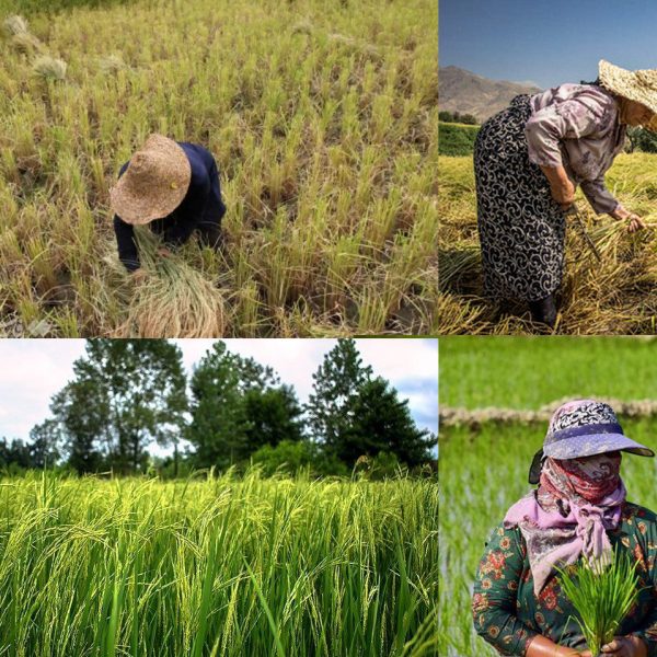 برنج کلات نادر