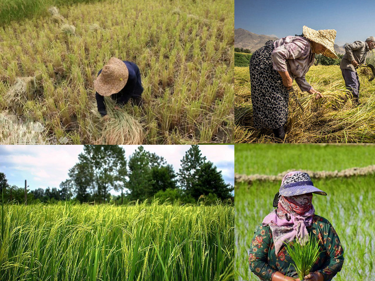 برنج کلات نادر